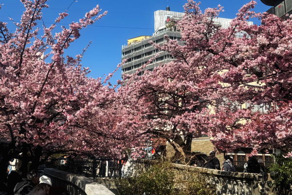 あたみ桜～糸川沿い（R7年）