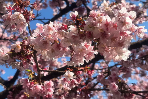 あたみ桜～糸川沿い（R7年）