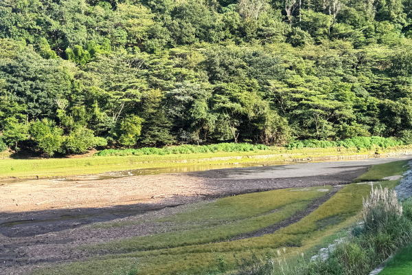 パンパスグラス~奥野ダム(松川湖)2025