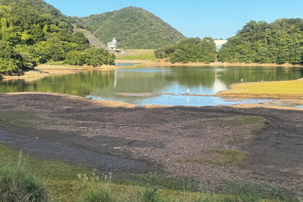 パンパスグラス~奥野ダム(松川湖)2025