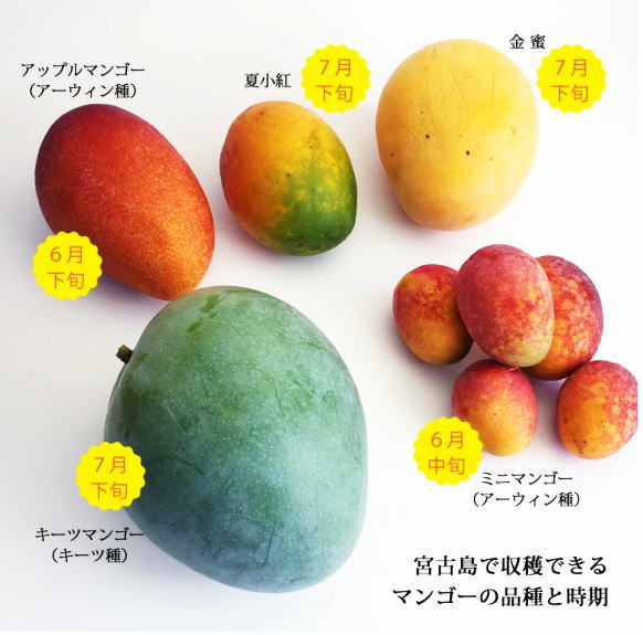 キーツマンゴー(沖縄)