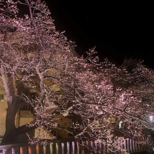 あたみ桜~糸川沿い(R8)