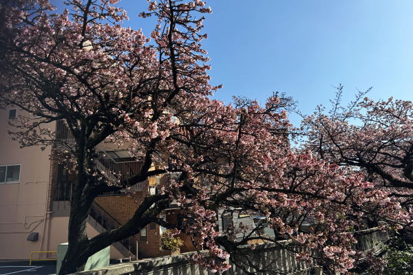 あたみ桜~糸川沿い(R8)